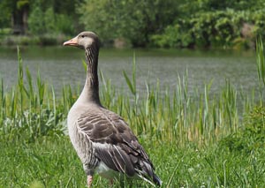 Gans am See